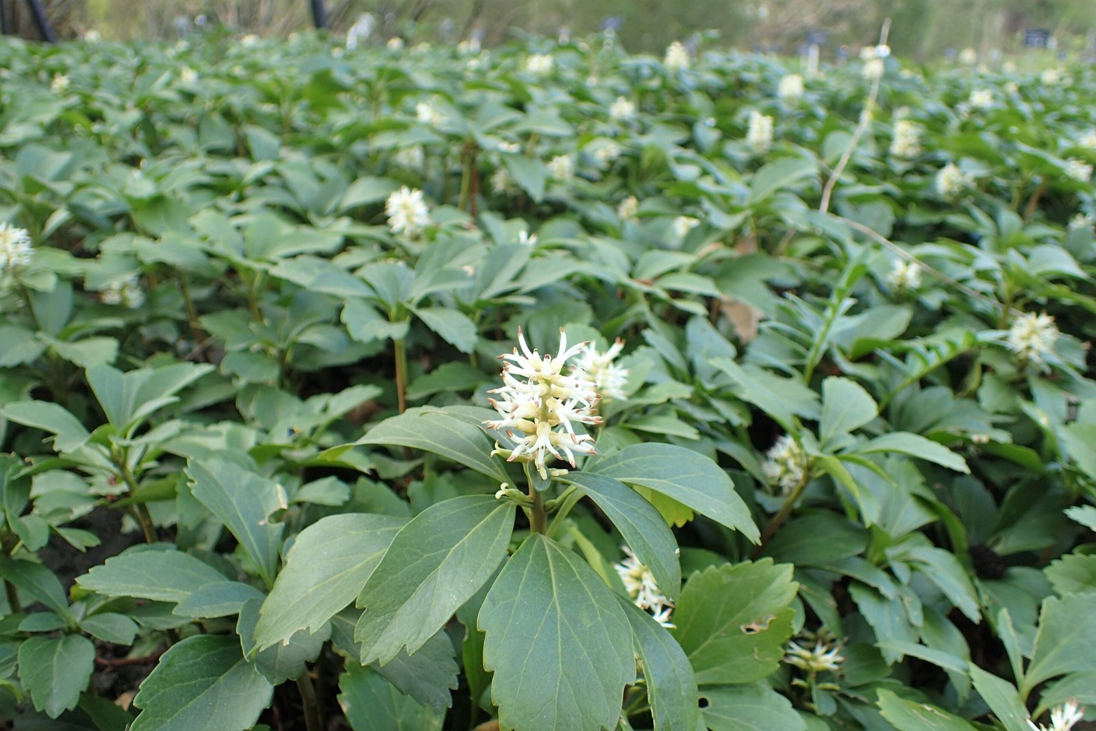 Pachysandra: The Shade-Loving Superstar (image credits: wikimedia)