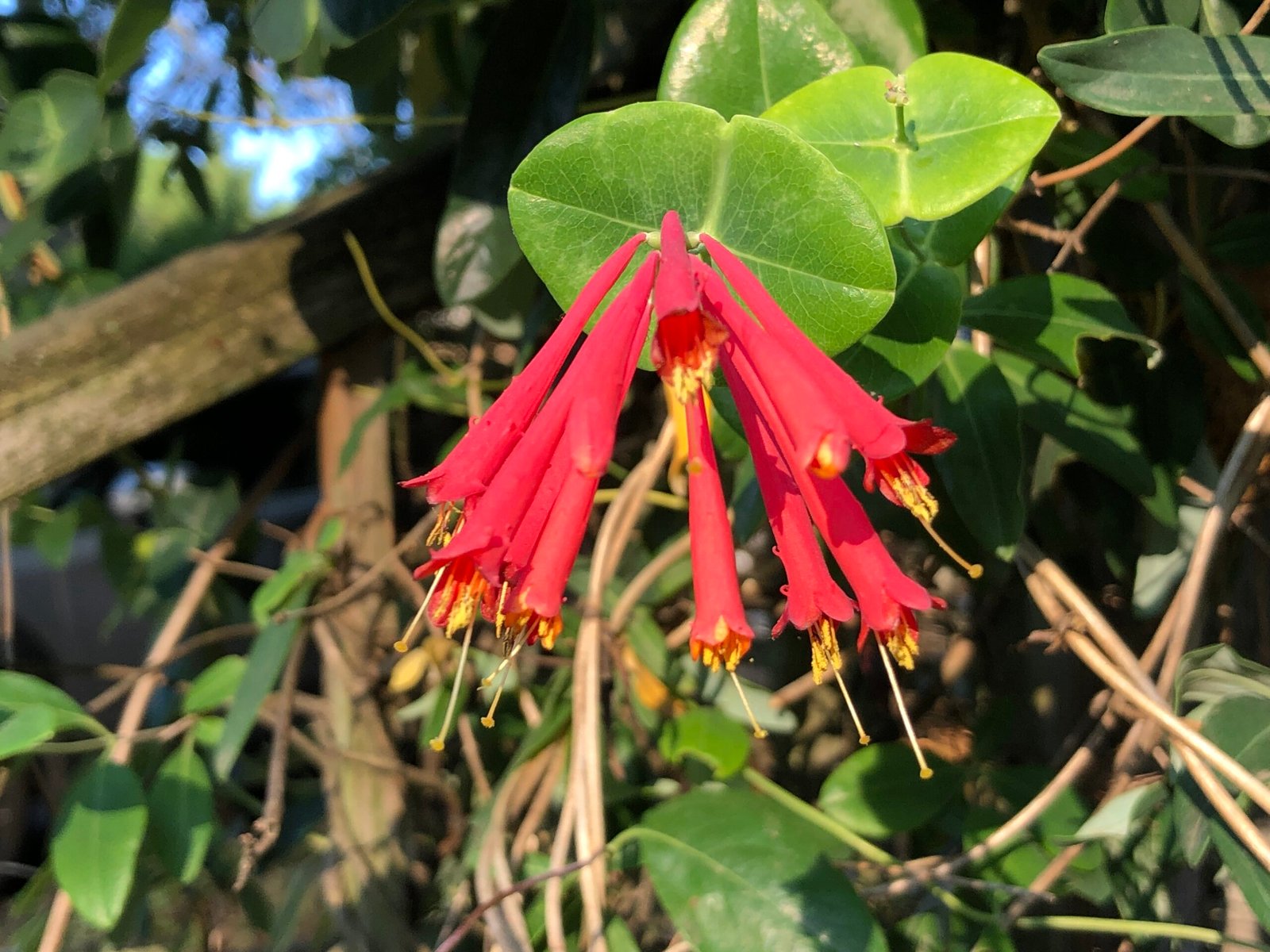 Coral Honeysuckle: A Climbing Beauty with Benefits (image credits: wikimedia)