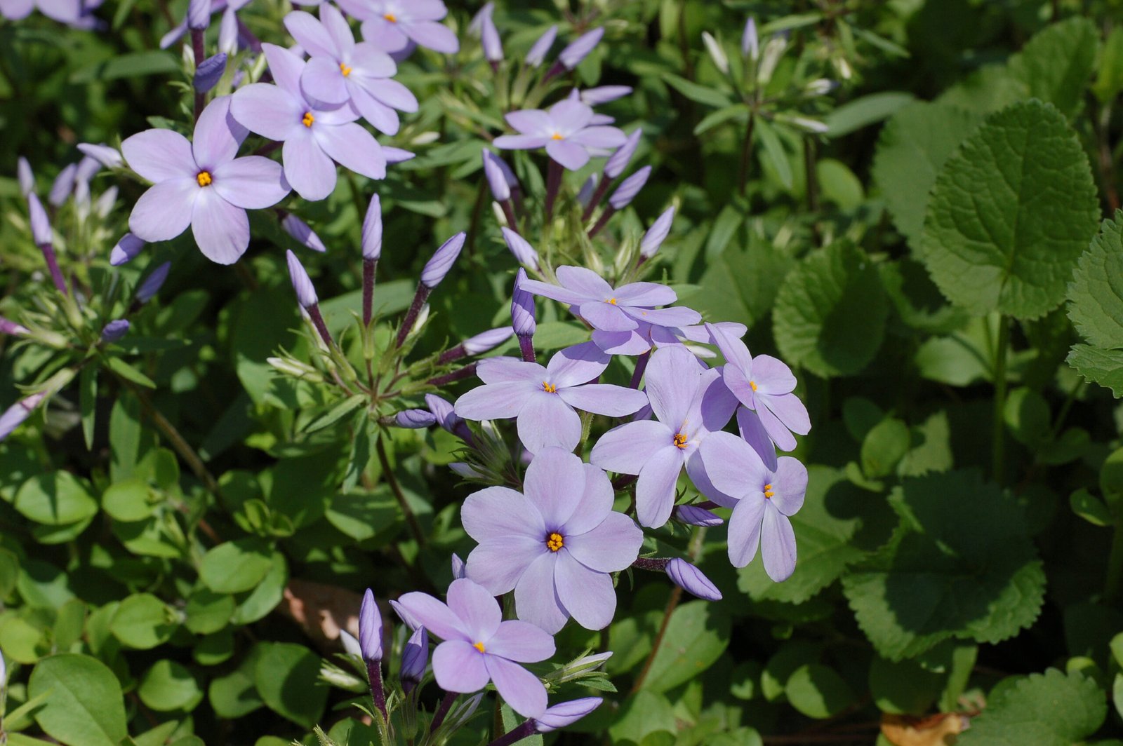 Creeping Phlox: Living Carpet of Spring Color (image credits: wikimedia)