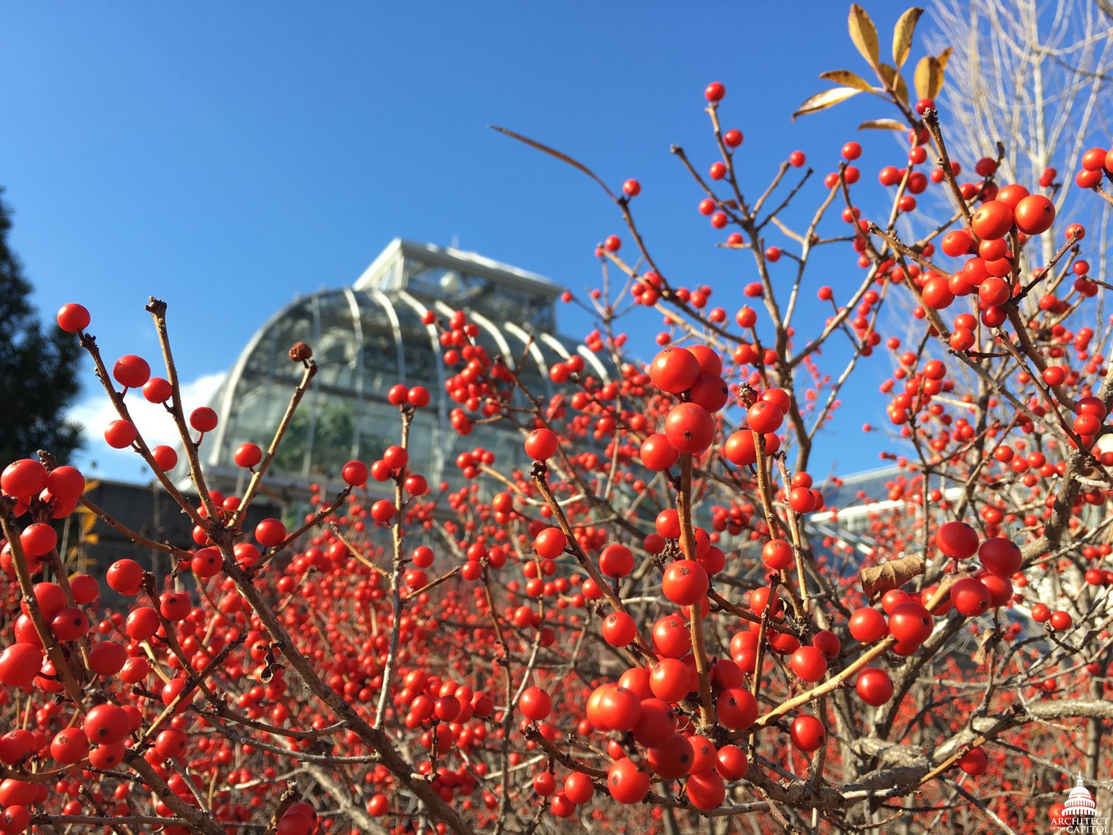 Winterberry Holly: Four-Season Interest (image credits: wikimedia)