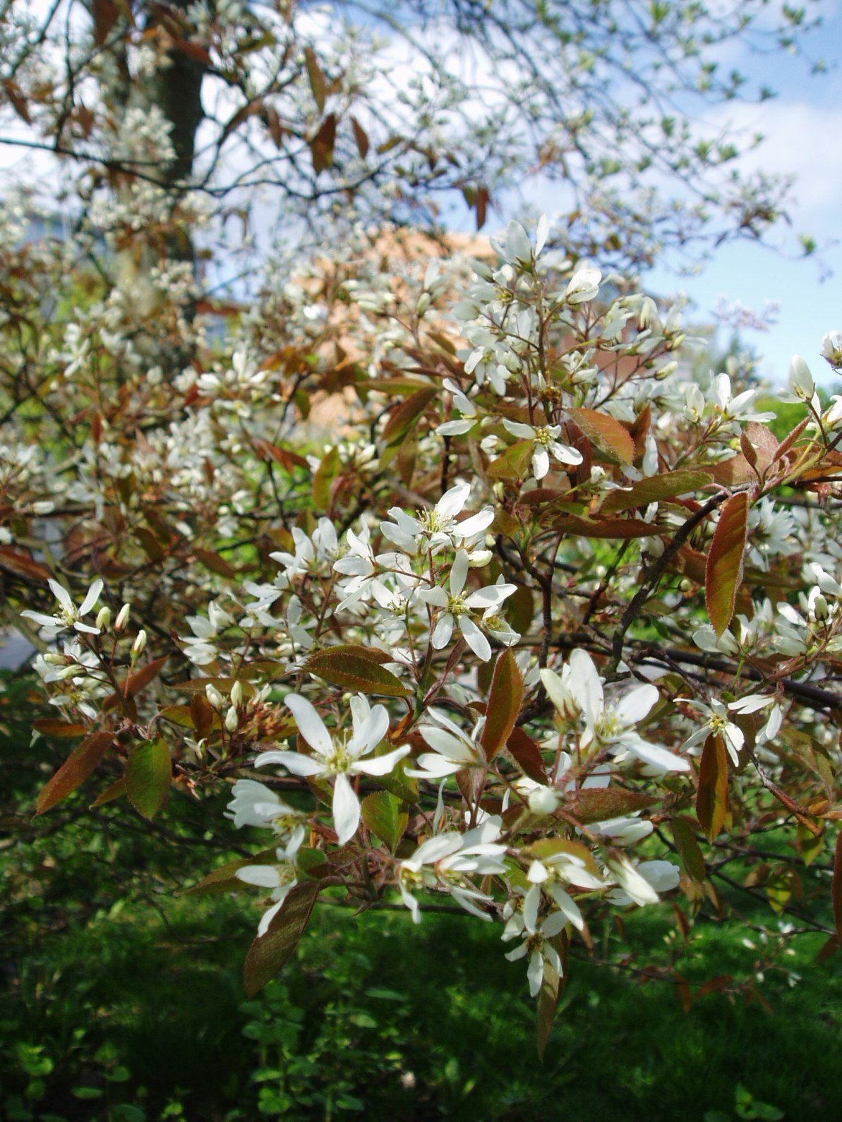 Serviceberry: The Multitasking Marvel (image credits: wikimedia)