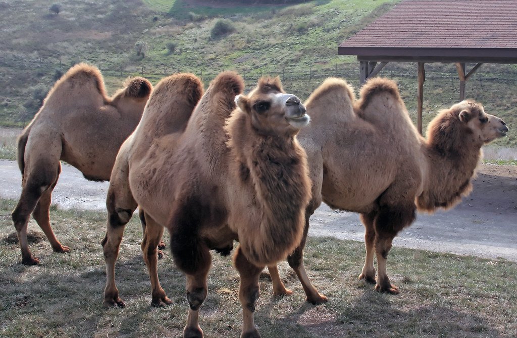 Complex Communication Beyond Simple Grunts (image credits: flickr)