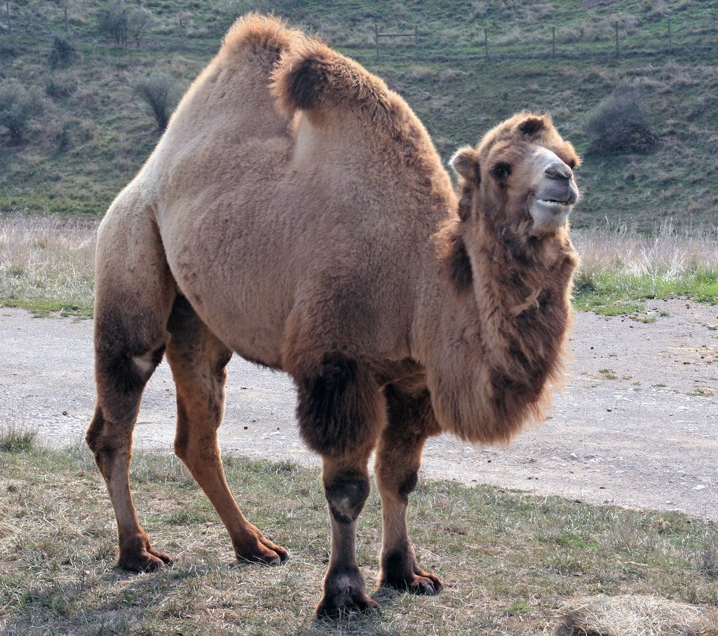 Recognition and Response to Human Emotions