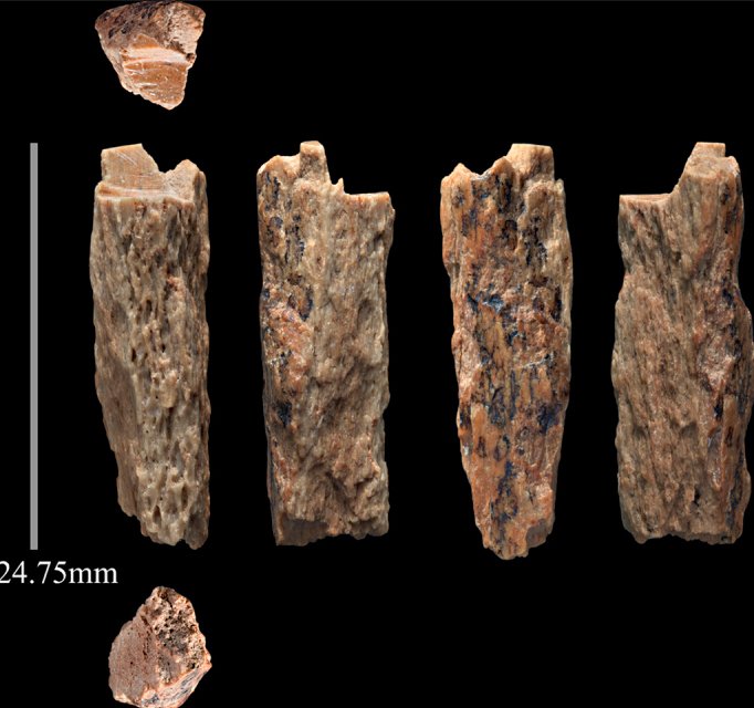 The Mysterious Denisovans: Ghosts in Our DNA (image credits: wikimedia)