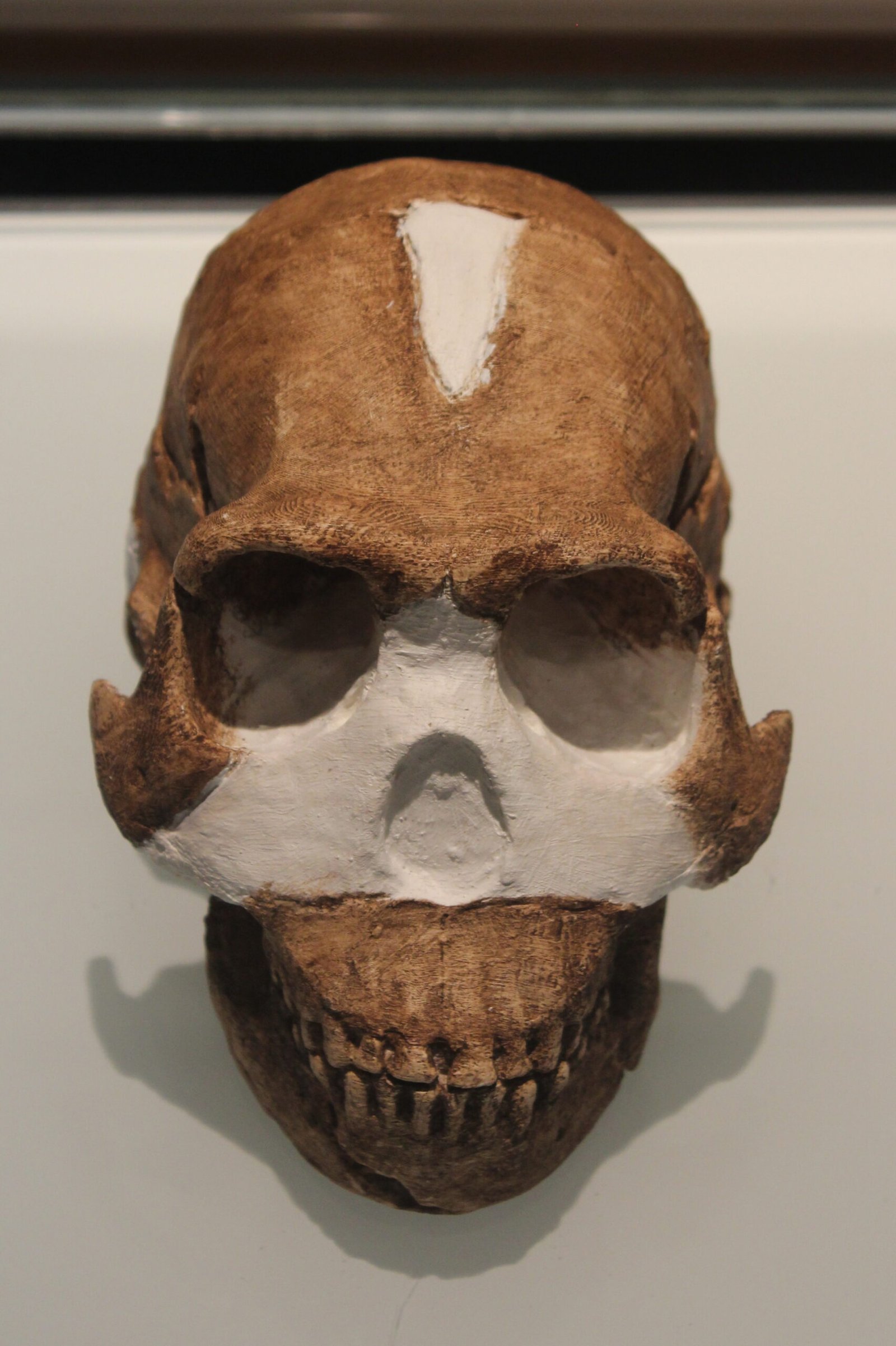 The Altai Mountains: A Melting Pot of Ancient Humans (image credits: wikimedia)