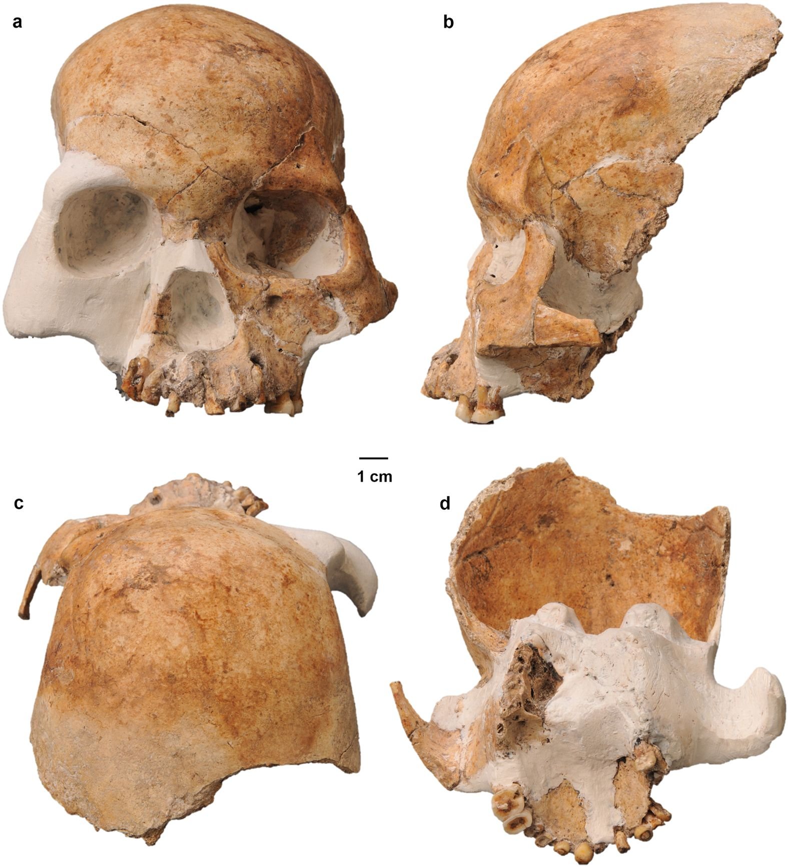 The Red Deer Cave People: China's Mysterious Late Survivors (image credits: wikimedia)