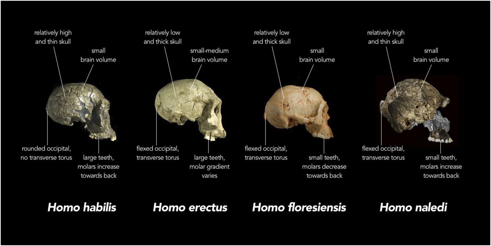 Living Legacies: How Ancient Genes Help Modern Humans (image credits: wikimedia)