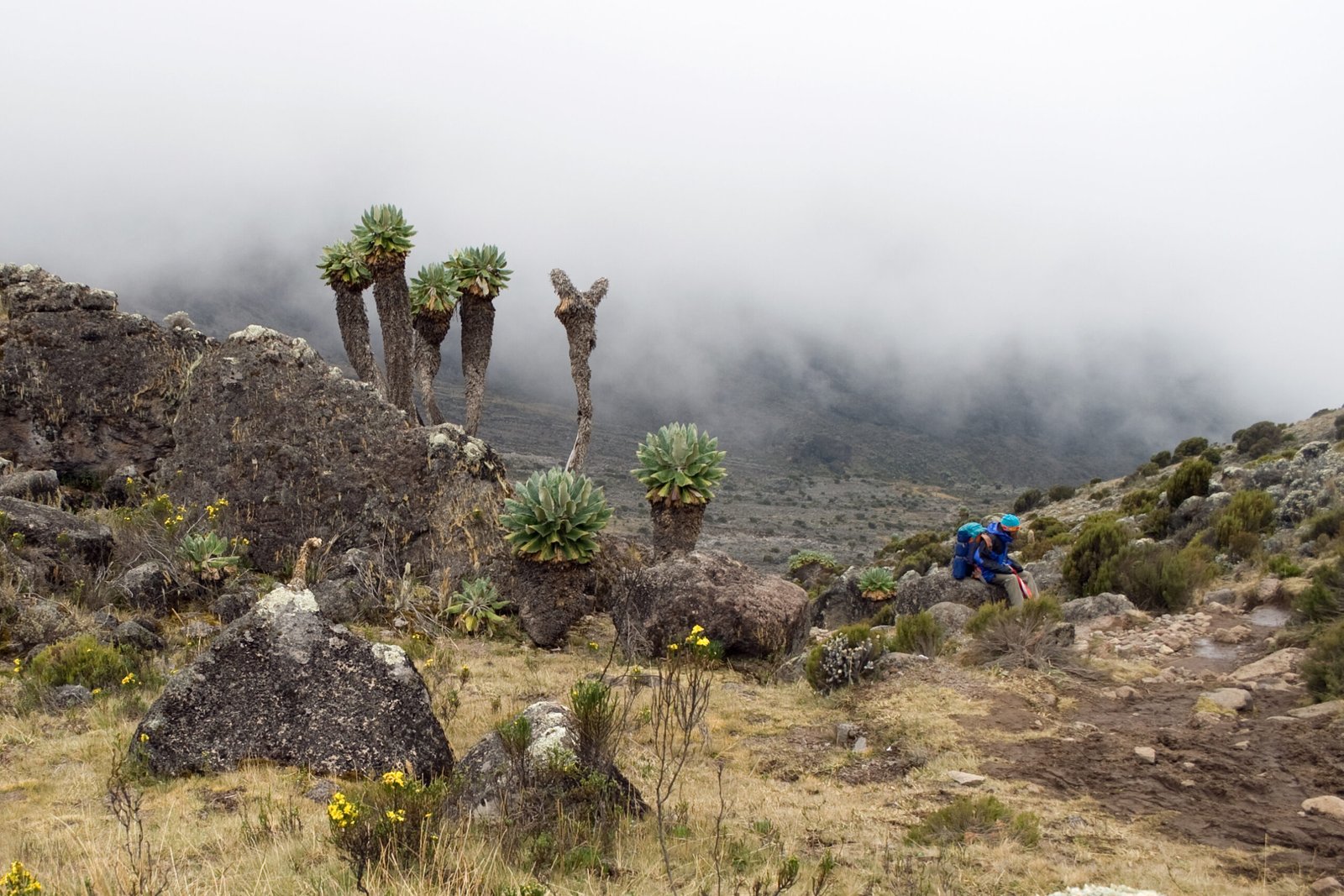 The Alien Appearance That Stops Hikers in Their Tracks (image credits: wikimedia)