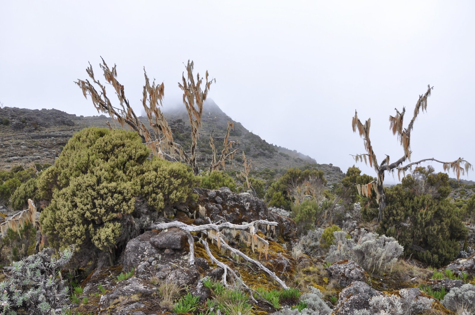 The Shocking Temperature Swings That Created These Monsters (image credits: wikimedia)