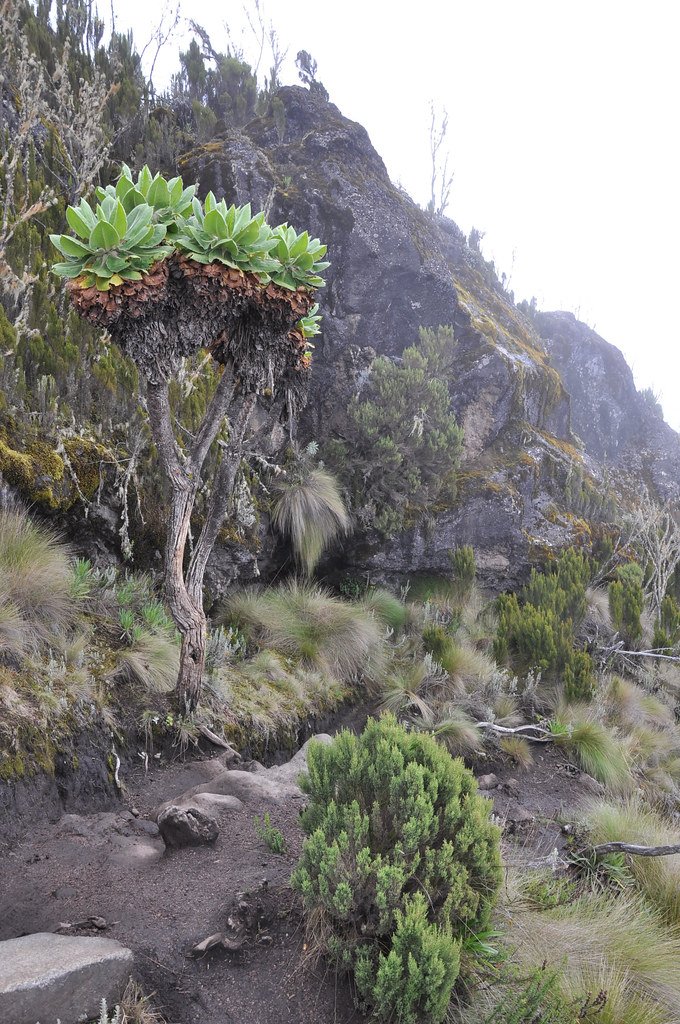 How These Plants Became Giants When Their Relatives Stayed Small (image credits: flickr)