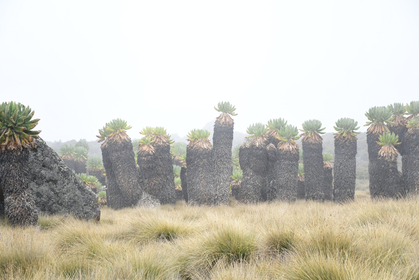 The Shocking Truth About Their Real Age (image credits: wikimedia)