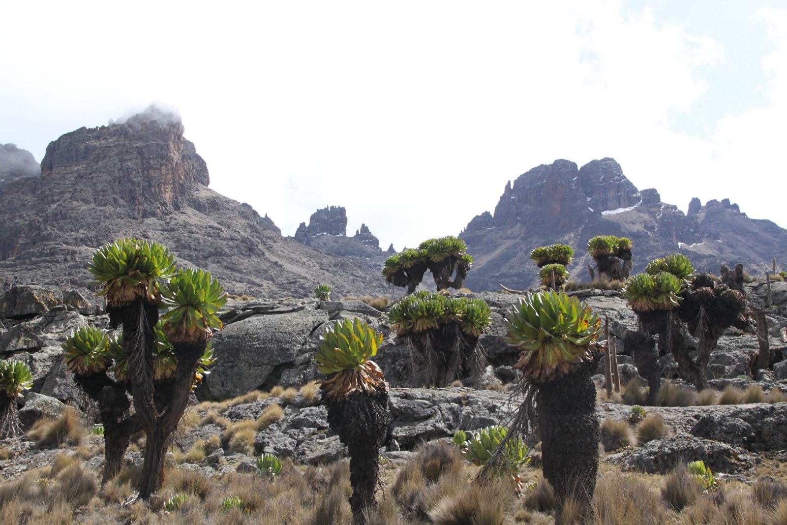 The Climate Change Story Written in Their Leaves (image credits: wikimedia)