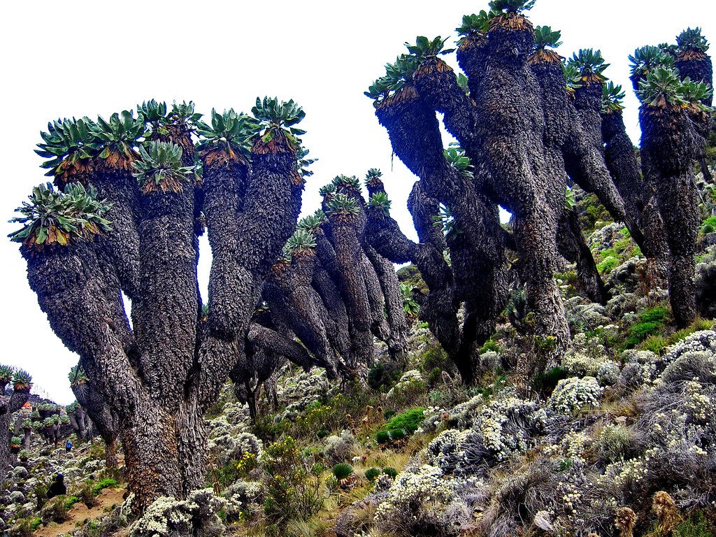 The Pollination Mystery That Scientists Are Still Solving (image credits: flickr)