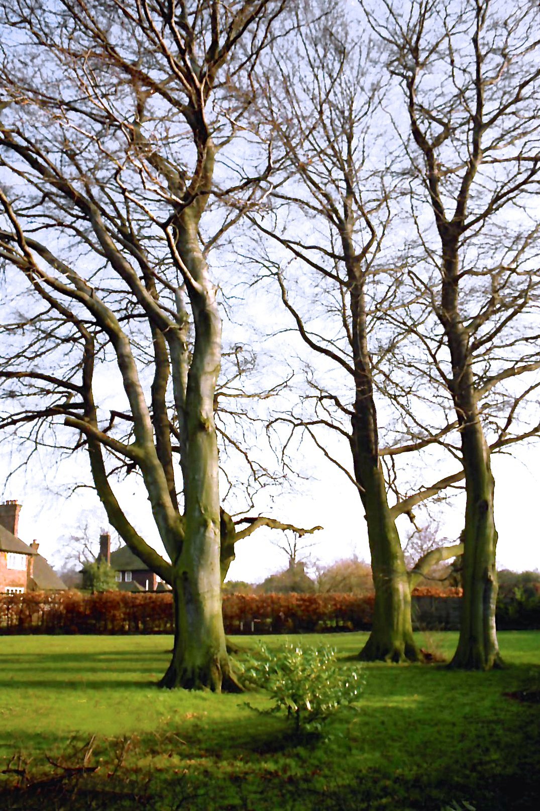 The Great Storm of 774 CE (image credits: wikimedia)