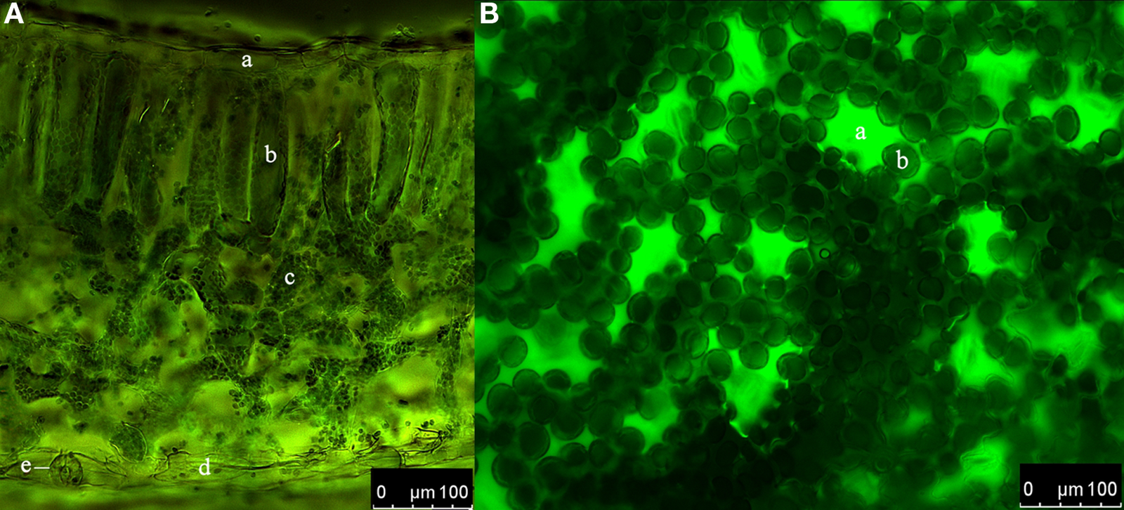 Chlorophyll's Secret Double Life (image credits: wikimedia)