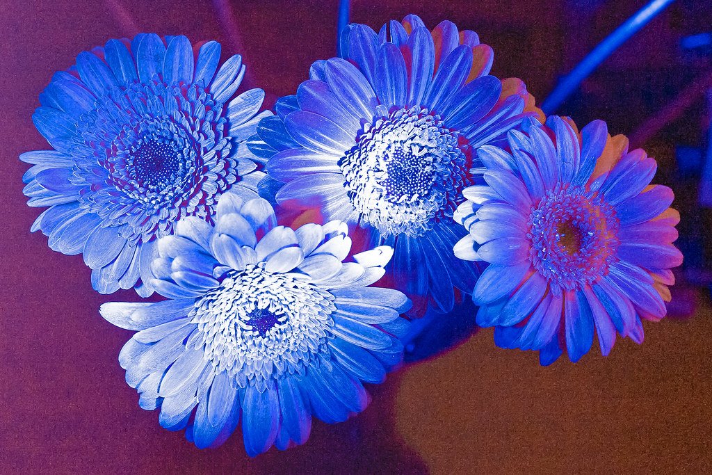 When Flowers Become Living Neon Signs (image credits: flickr)