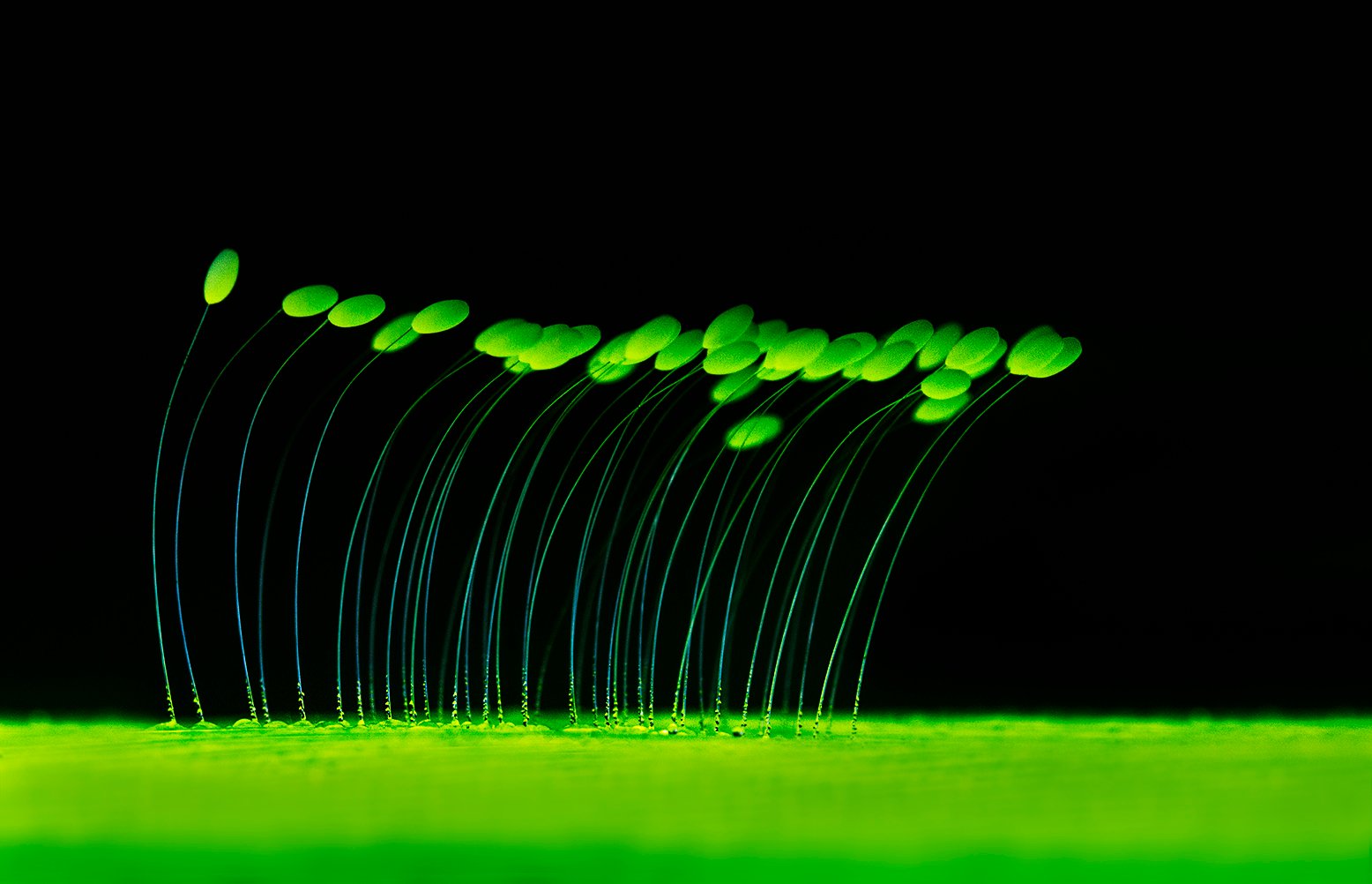 Leaves That Glow: Photosynthesis Under a Different Light (image credits: wikimedia)