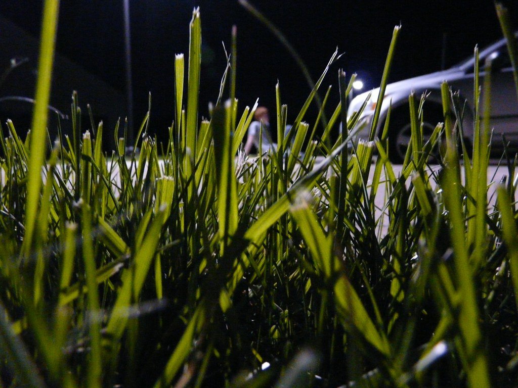 Seasonal Changes in Plant Fluorescence (image credits: flickr)