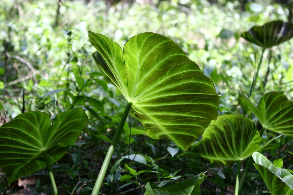 Environmental Monitoring Through Plant Fluorescence (image credits: flickr)