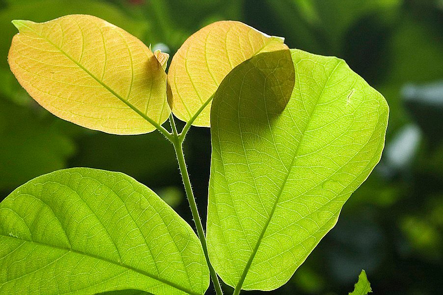 The Future of Fluorescent Plant Research