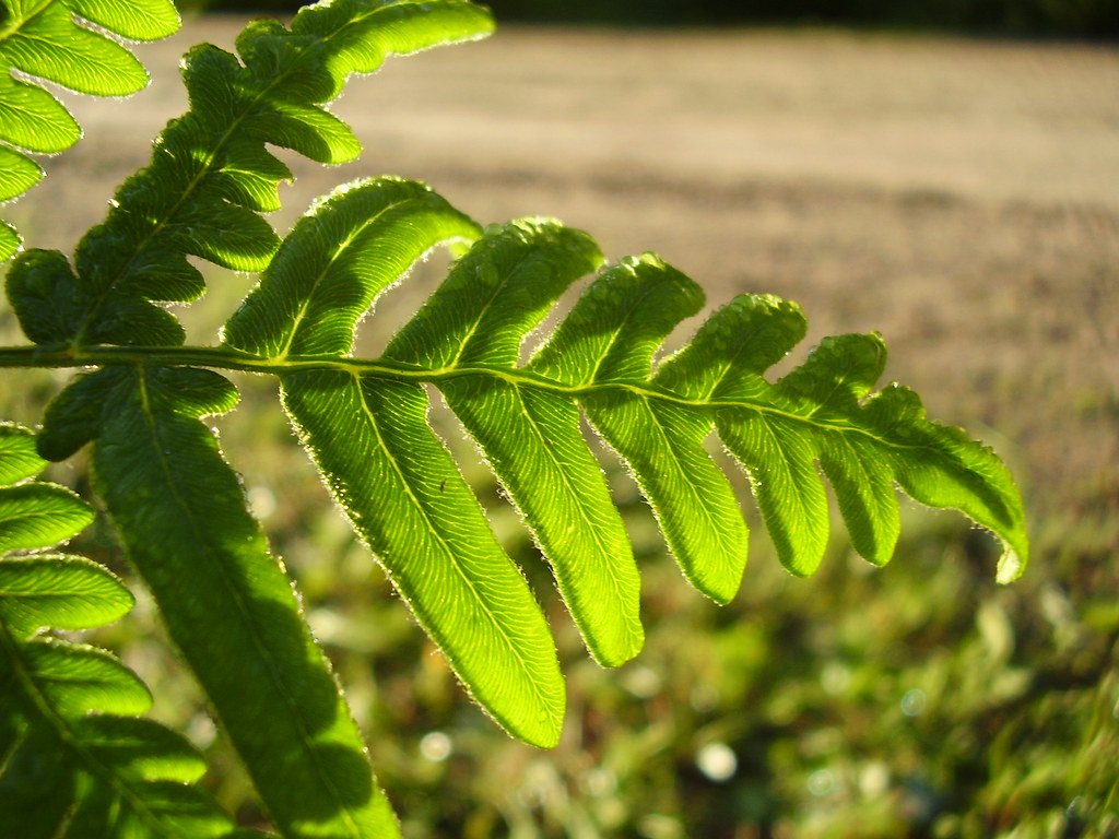 Conservation Implications of Fluorescent Plant Studies (image credits: flickr)