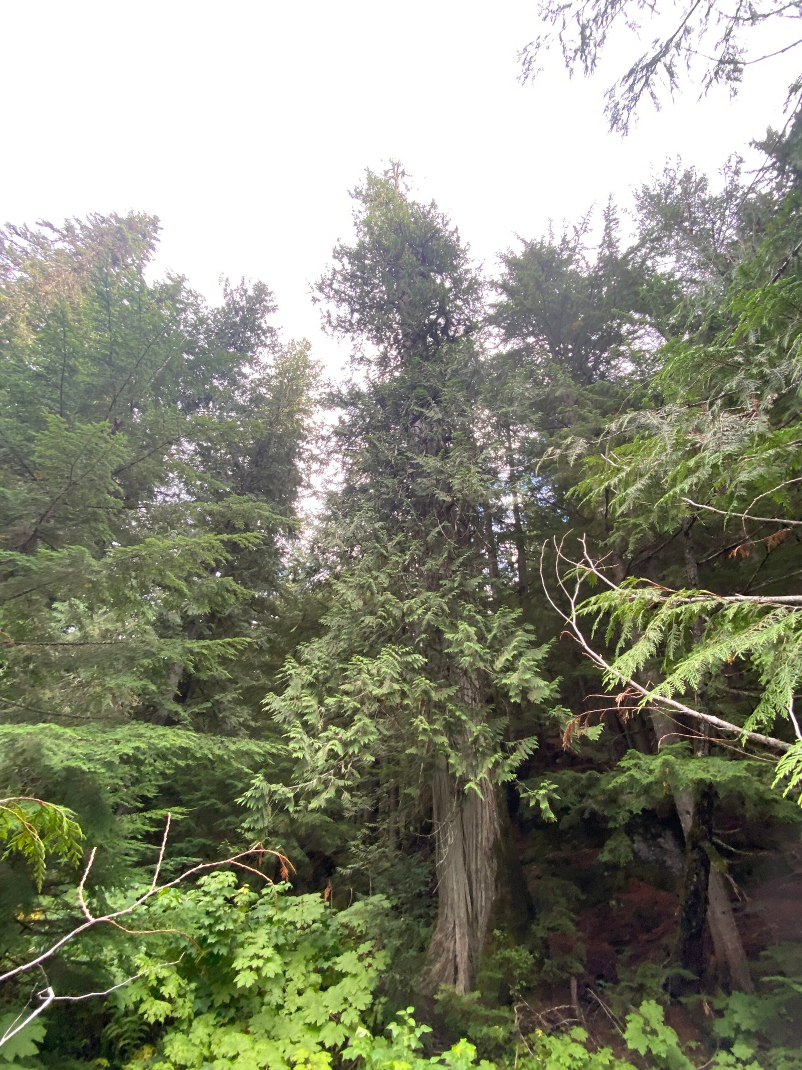 When Giants Walked Among Giants (image credits: wikimedia)