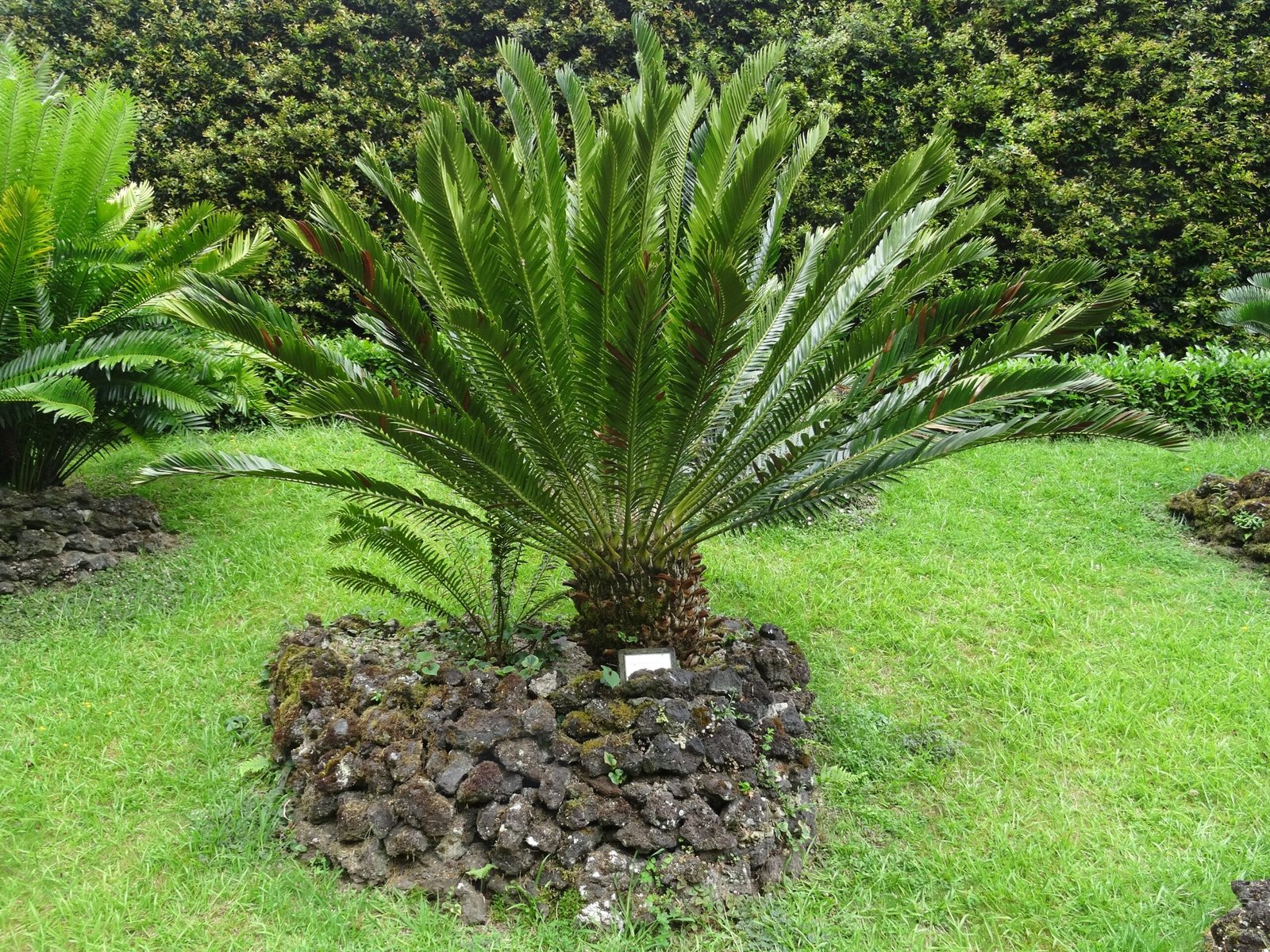 Cycads: The Palm-Like Ancients (image credits: wikimedia)