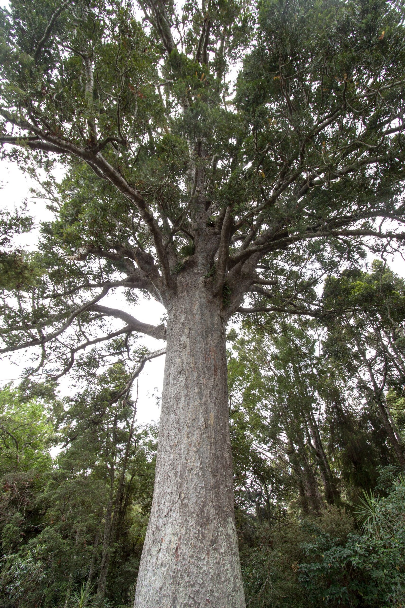 Kauri Trees: New Zealand's Ancient Giants (image credits: wikimedia)