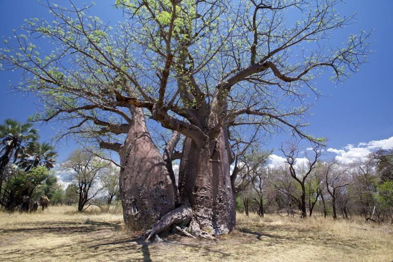 Baobab Trees: Africa's Upside-Down Survivors (image credits: wikimedia)