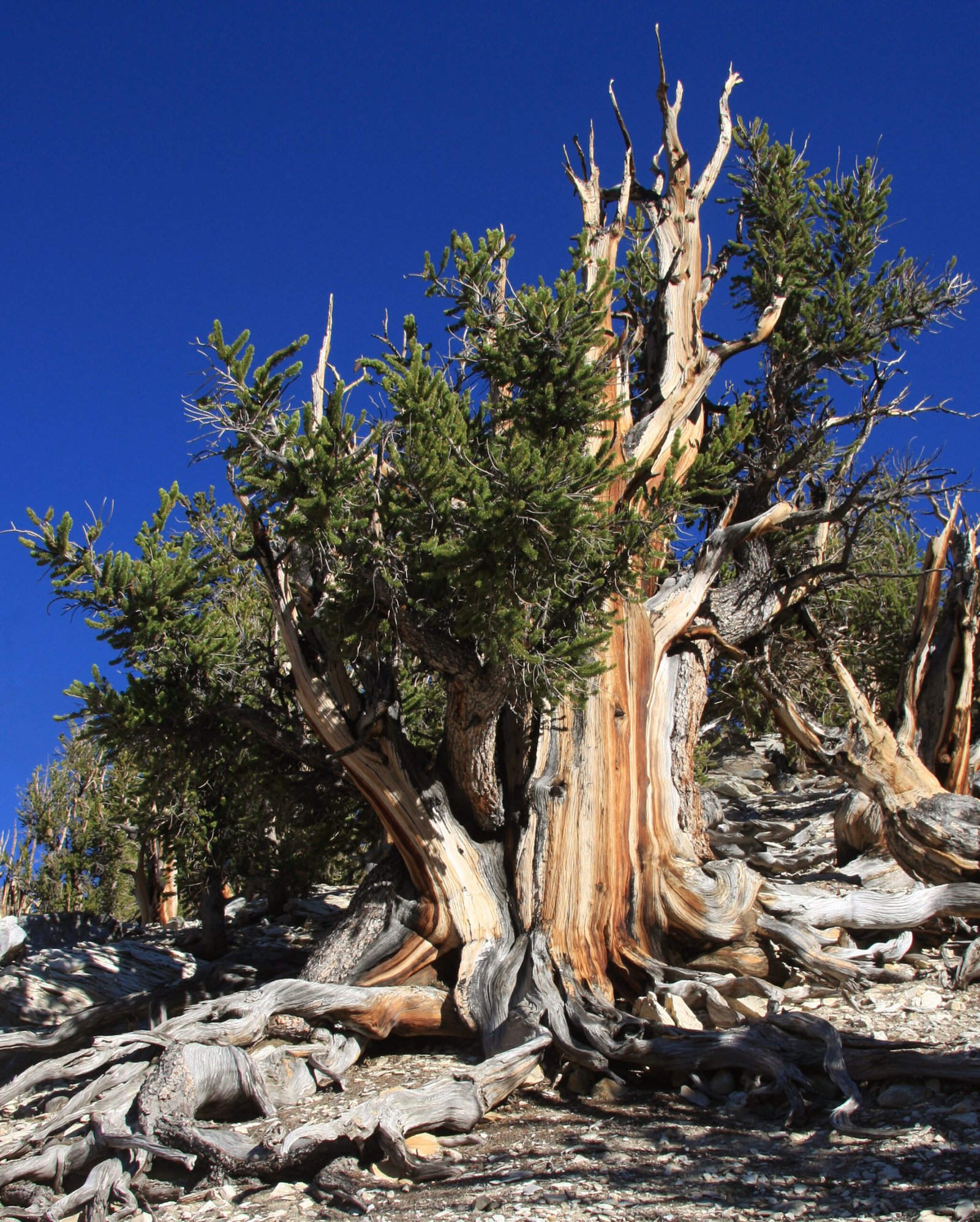 Bristlecone Pines: The Oldest Living Things (image credits: wikimedia)