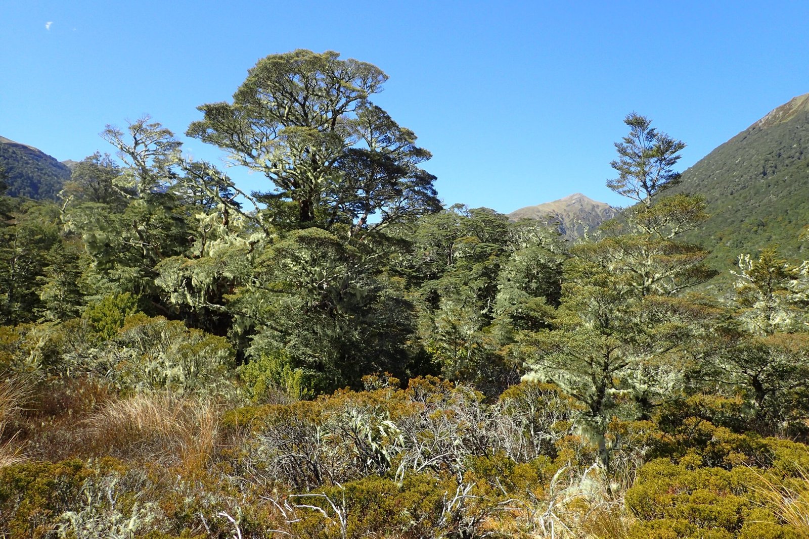 Southern Beech: Gondwana's Legacy (image credits: wikimedia)