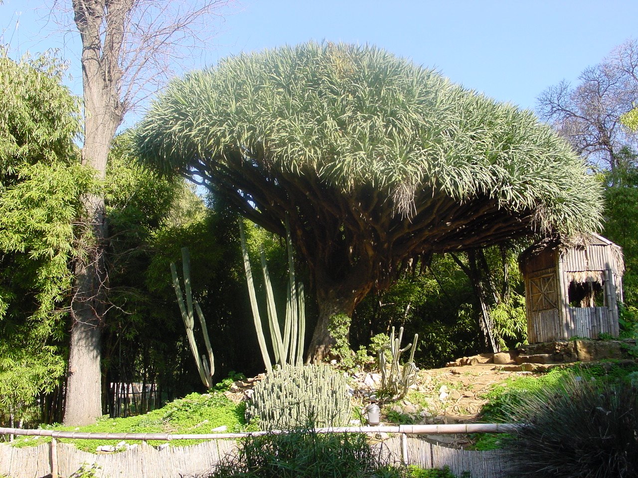 Dragon Trees: Canary Islands' Ancient Guardians (image credits: wikimedia)