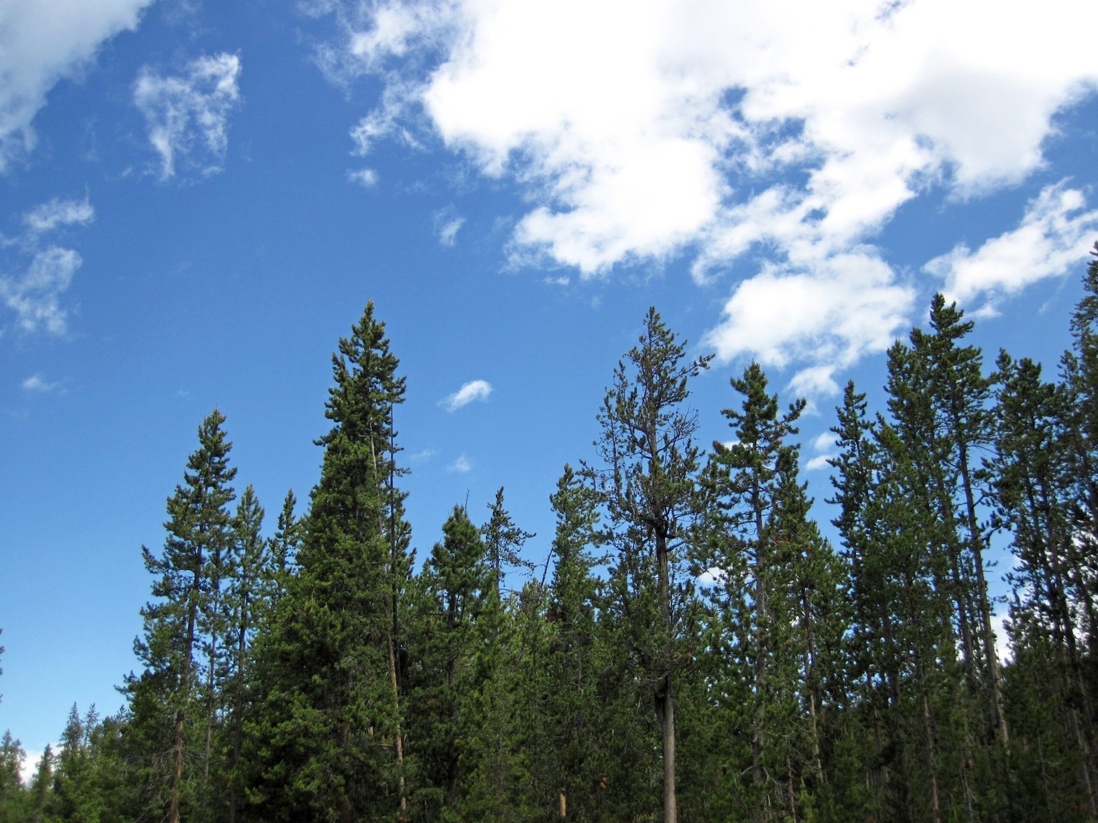 Podocarp Forests: The Southern Conifers (image credits: wikimedia)