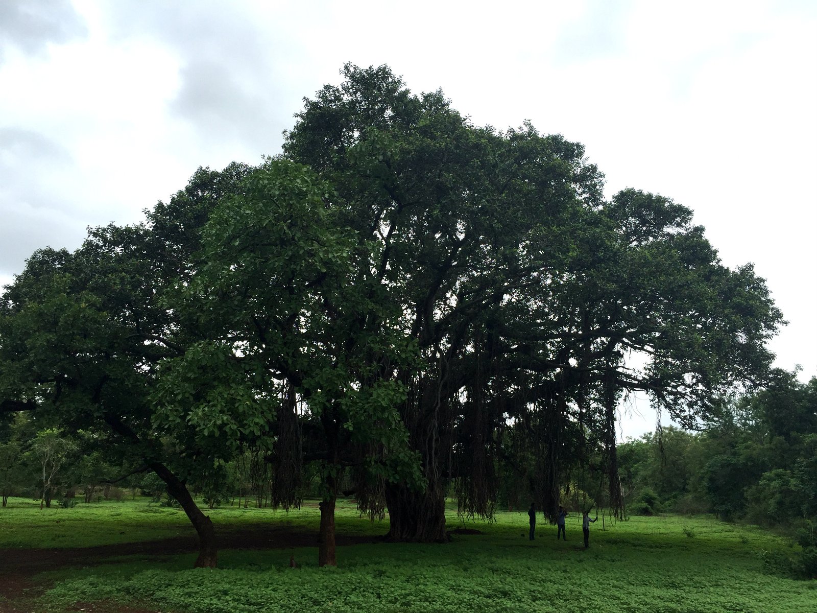 Banyan Trees: The Forest Within a Tree (image credits: wikimedia)