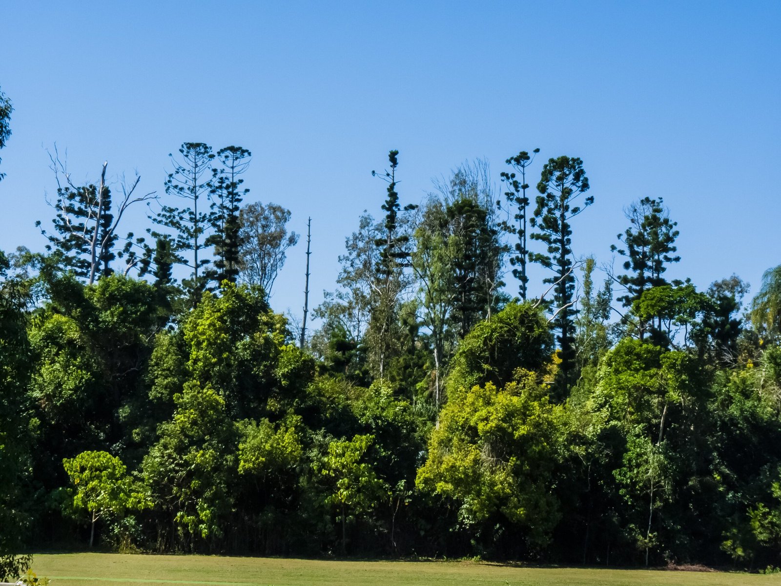 Araucaria Forests: Southern Hemisphere Spires (image credits: wikimedia)
