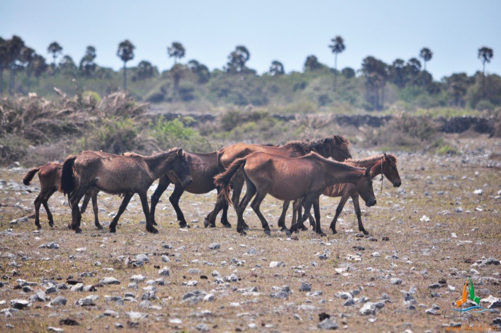 Genetic Diversity: The Hidden Challenge