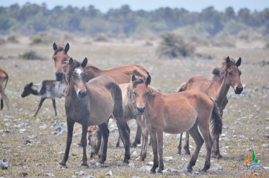 Climate Change Adaptation: Horses as Ecosystem Engineers (image credits: flickr)