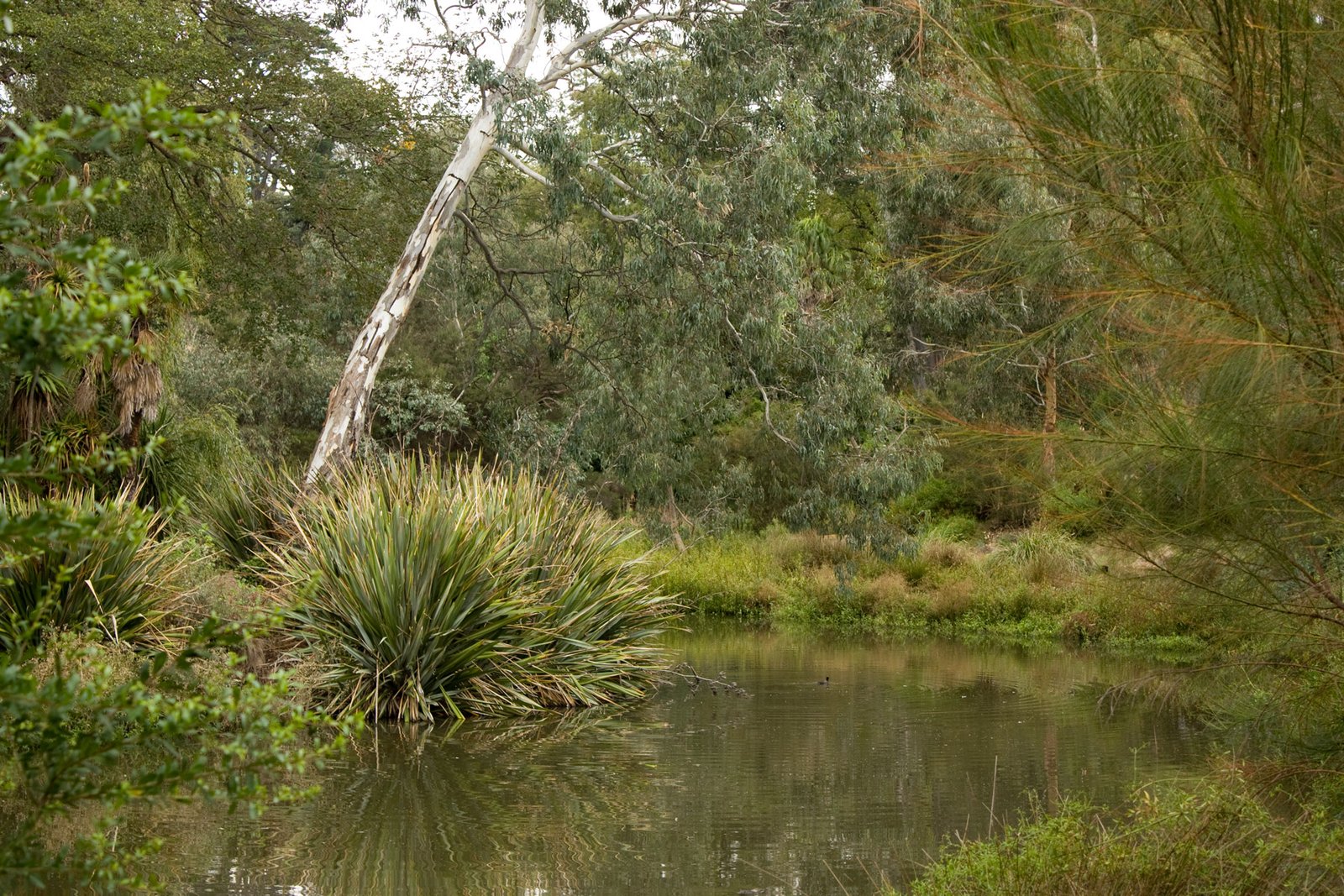 Creating Wildlife Corridors Instead of Green Deserts (image credits: wikimedia)