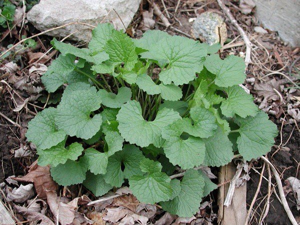 Managing Invasive Species Before They Take Over (image credits: flickr)