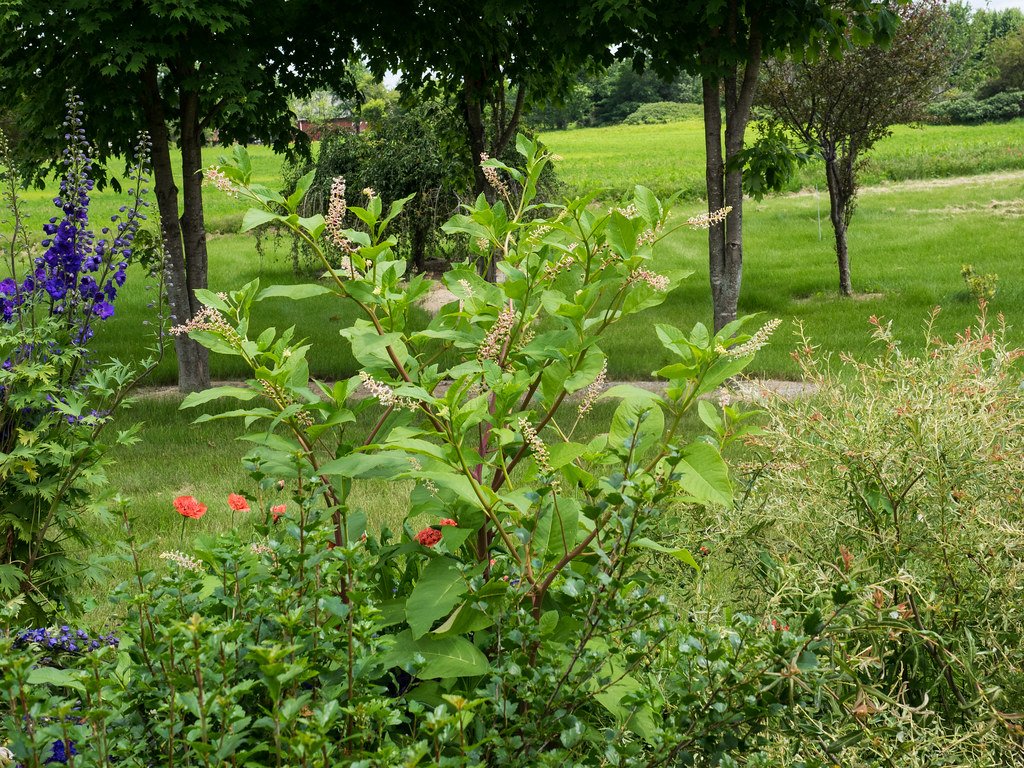 Monitoring and Adapting Your Ecological Garden (image credits: flickr)