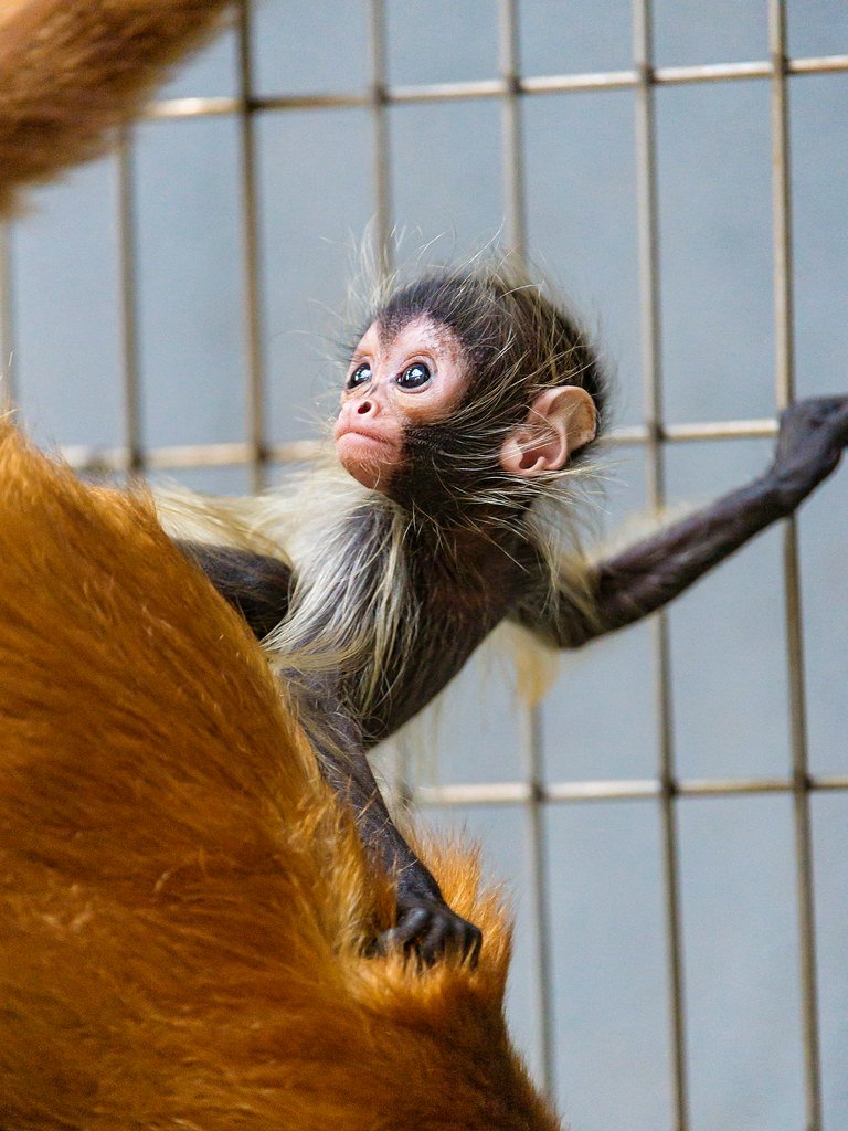 The Hidden Crisis of Spider Monkey Trafficking (image credits: flickr)