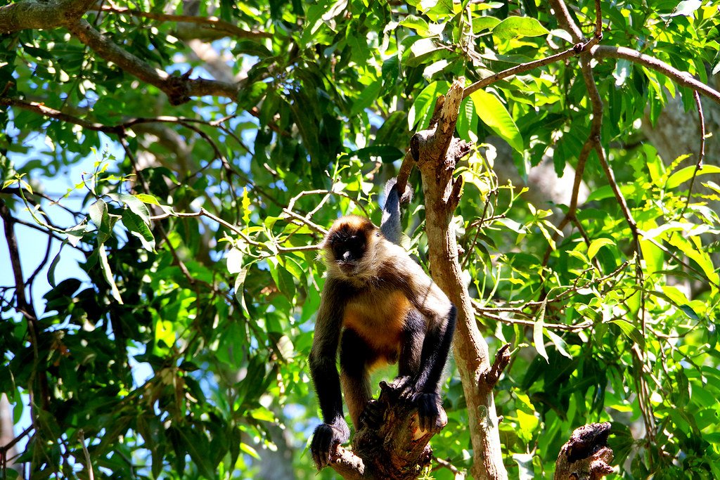 Meet the Akumal Monkey Sanctuary (image credits: flickr)