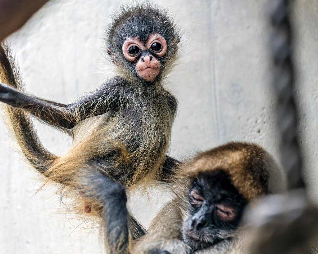 Innovative Enclosure Design for Natural Behaviors (image credits: flickr)