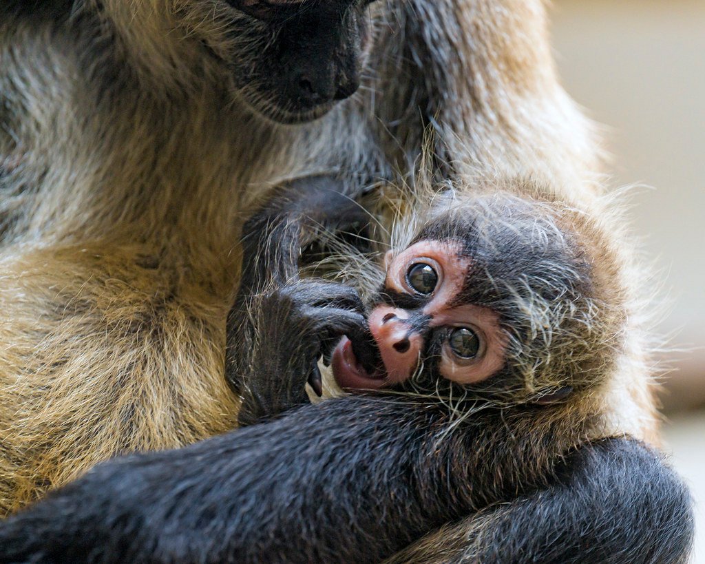 The Role of Spider Monkeys in Forest Ecosystems (image credits: flickr)