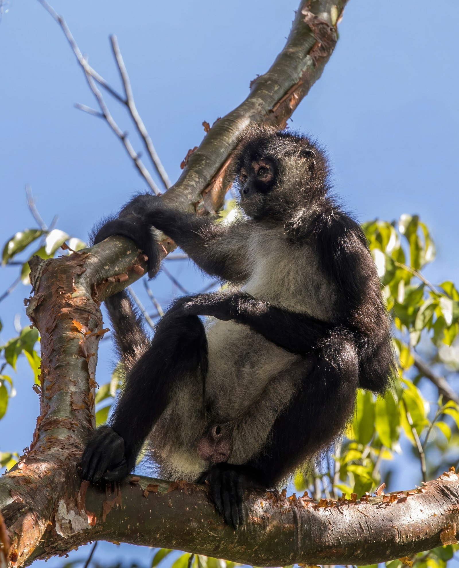 Funding and Sustainability Challenges (image credits: wikimedia)