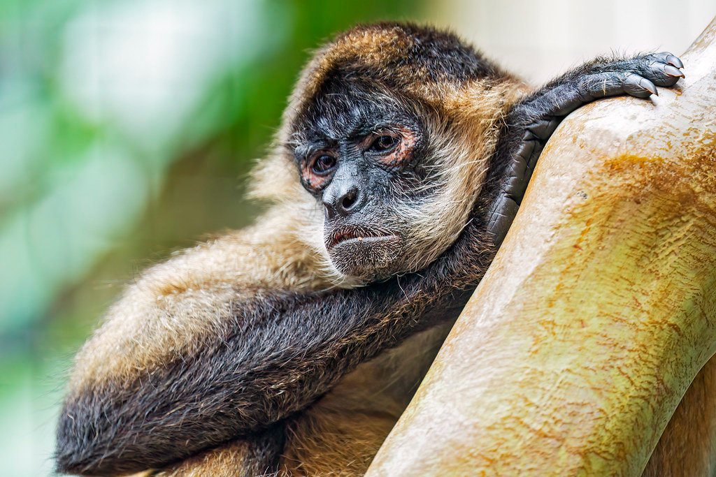 International Cooperation and Support (image credits: flickr)