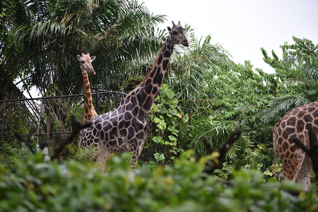 Advanced Nutrition Research and Implementation