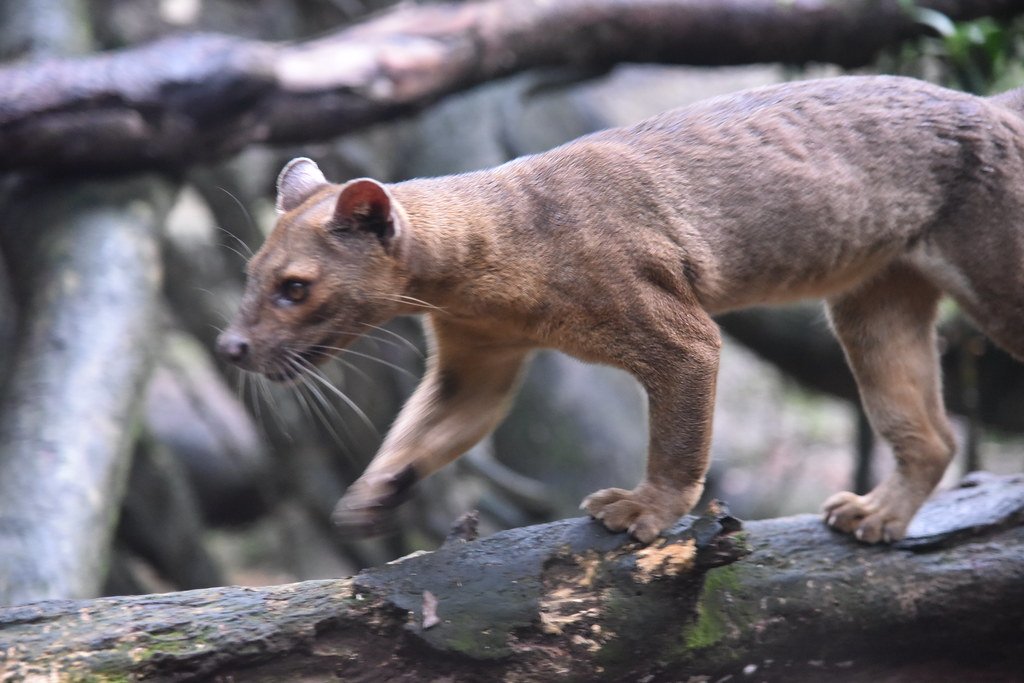 Immersive Visitor Experiences Driving Conservation (image credits: flickr)