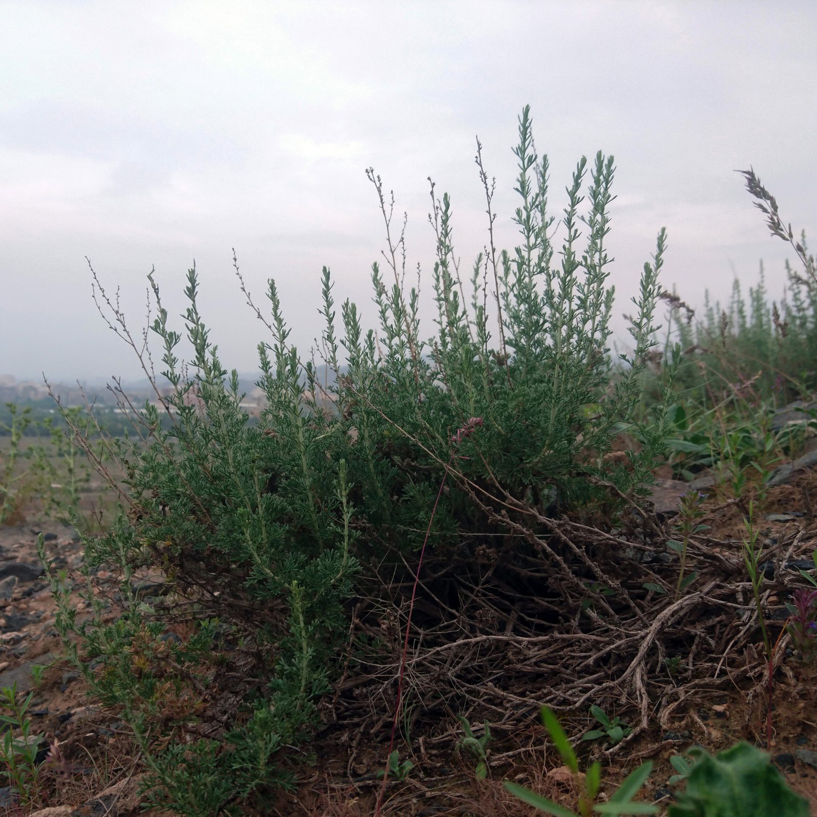 Artemisia: From African Fields to Global Medicine Cabinets (image credits: wikimedia)