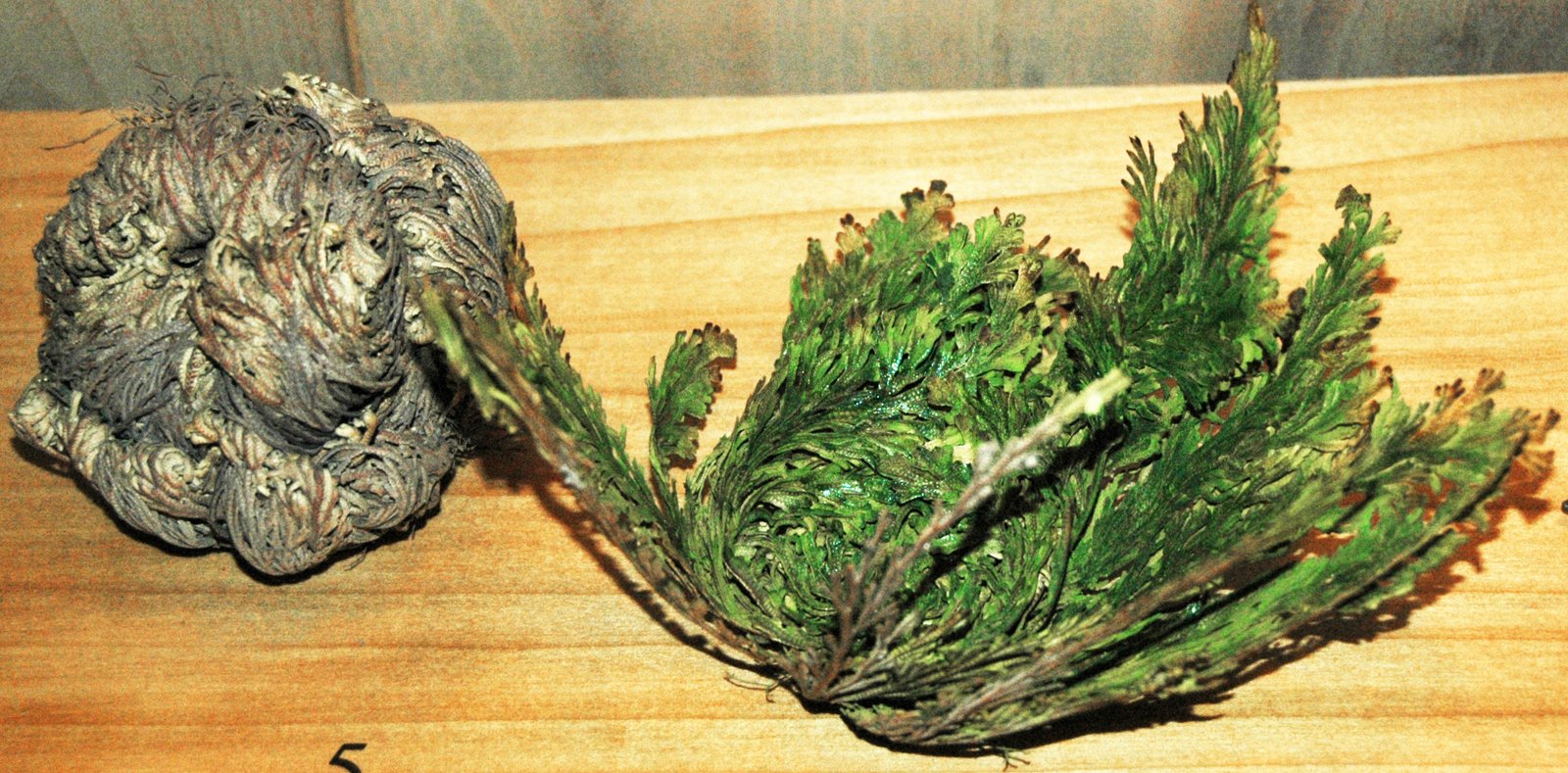 The Resurrection Plant's Cellular Secrets (image credits: wikimedia)